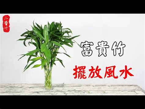 文昌竹數量|2024龍年風水｜富貴竹買幾支？桃花要點擺？一文睇 